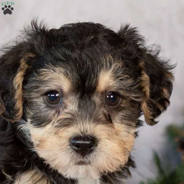 Flora, Yorkie-Chon Puppy